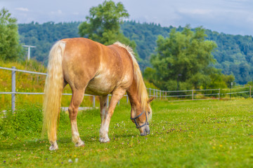 Golden brown palomino horse standing on the meadow among wildflowers, eating grass