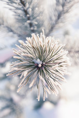 Closeup of pine tree branch covered with snow. Winter background with shallow depth of field.