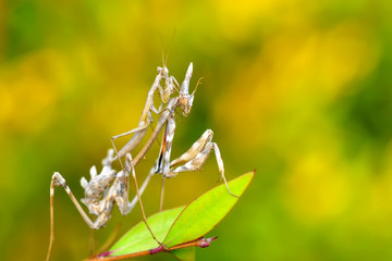 Close up of pair of Beautiful European mantis ( Mantis religiosa )