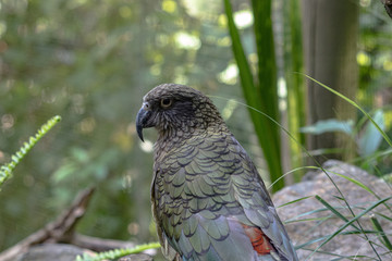 Kea on the ground, with its back to the camera