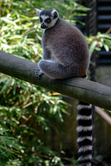 Ring-tailed Lemur sitting on a beam, looking toward the viewer