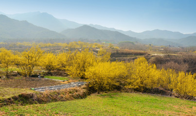 Obraz premium Landscape of Gurye county (South Korea) during Sansuyu flower festival