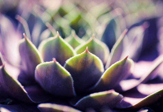 Macro shot of a succulent. Tropical plant close up. Beautiful plant.