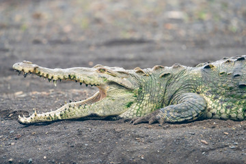 American Crocodile with open mouth at Tarcoles River, Costa Rica