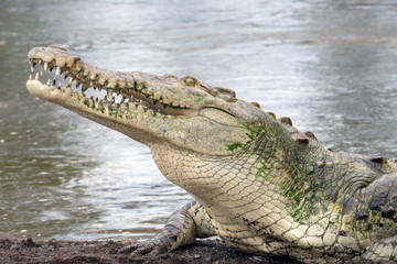 American Crocodile with open mouth at Tarcoles River, Costa Rica