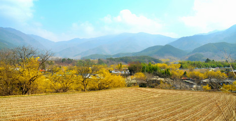 Landscape of Gurye county (South Korea) during Sansuyu flower festival