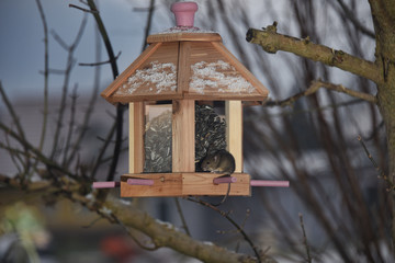 Maus an Vogelhaus