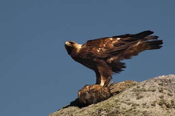 The golden eagle (Aquila chrysaetos) after hunt with the death rabbit.