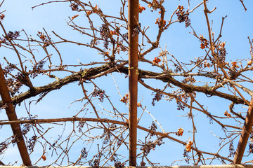 dried grapes on vineyard on sunny winter day