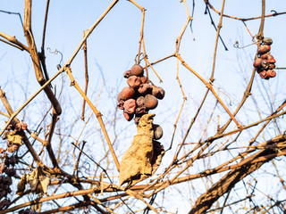 sunlit bunches of sun-dried grapes in vineyard