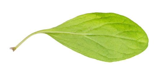 Fototapeta premium green leaf of marjoram (Origanum majorana) herb