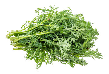 fresh edible chrysanthemum greens cutout