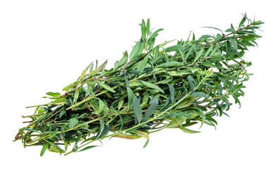 bunch of fresh hyssop (hyssopus) grass cutout