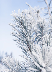 Obraz premium Closeup of pine tree branch covered with snow. Winter background with shallow depth of field.