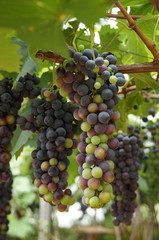 Grapes in vineyard