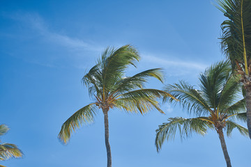 palm trees against blue sky