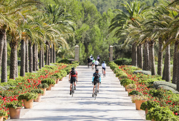 Fototapeta na wymiar Group of cyclists riding down a palm tree-lined road in Mallorca, Spain. 