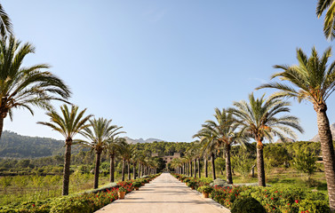 Old villa in Spain with long tree-lined driveway. 