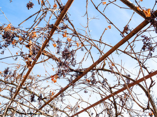 sun-dried grapes on metal frame of vineyard