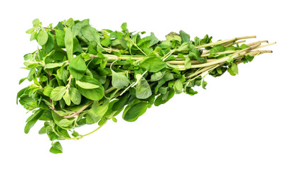 bundle of marjoram (Origanum majorana) herb cutout