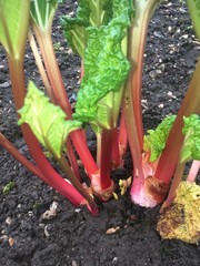 Fresh colourful forced rhubarb growing in the garden