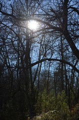 Sunshine Through the Forest