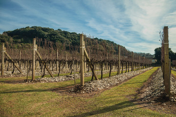 Rows of leafless vine trunks and branches