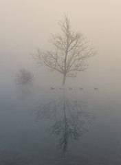 Misty reflection of lonely trees and ducks during winter sunrise
