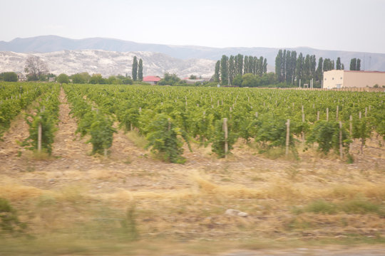 Behind the vineyard there are villages and mountains.The photo was taken in Azerbaijan when there was no sunshine. Grapes field . Beautiful landscape of Vineyards.