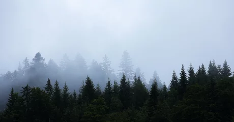 Foto op Aluminium donker bos met mist in noord-europa. © LeitnerR