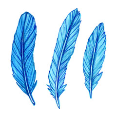 This illustration depicts a set of bird blue feathers drawn by hand with alcohol markers and liners and isolated on a white background.