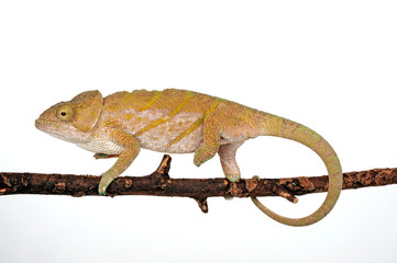 female Parson's chameleon / weibliches Parsons Chamäleon (Calumma parsonii cristifer)  © bennytrapp