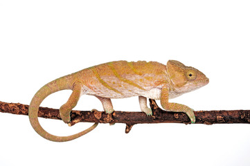 female Parson's chameleon / weibliches Parsons Chamäleon (Calumma parsonii cristifer)  © bennytrapp