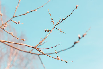Fluffy willow buds on tree branches in spring. Soft focus, selective focus.
