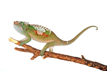 sich häutendes "Parsons Chamäleon" (Calumma parsonii cristifer) - moulting Parson's chameleon © bennytrapp