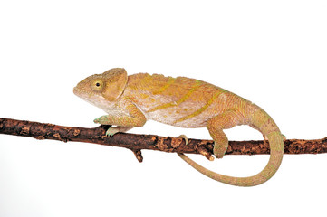 female Parson's chameleon / weibliches Parsons Chamäleon (Calumma parsonii cristifer)  © bennytrapp
