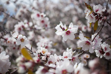Flowering almond branches in the garden, background, blur.