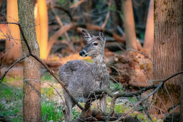 Woodland Deer Front Facing