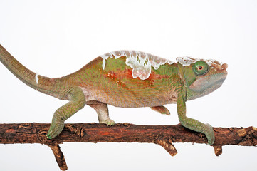 Chamäleon in der Häutung (Calumma parsonii cristifer) - moulting Parson's chameleon © bennytrapp