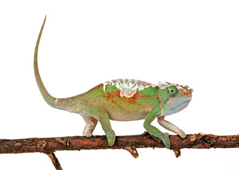 sich häutendes "Parsons Chamäleon" (Calumma parsonii cristifer) - moulting Parson's chameleon © bennytrapp