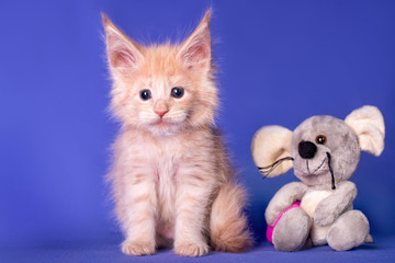 Fototapeta na wymiar Adorable cute maine coon kitten and a toy mouse on blue background in studio, isolated.