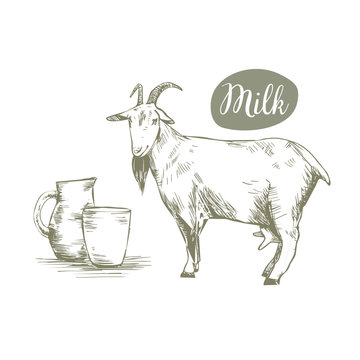 Animal goat on a white background. Hand drawing. Goat's milk in a mug. Goat on an isolated background. Can be used for cosmetics, food, cheese, cottage cheese, milk. Vector illustration. Sketch.