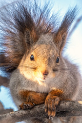The squirrel sits on a branches in the winter or autumn © Dmitrii Potashkin