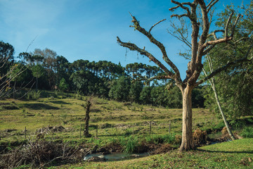 Small stream in a garden with trees and lawn
