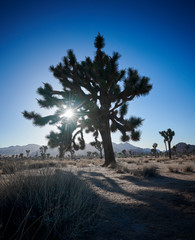 Fototapeta premium Joshua tree (Yucca brevifolia) stands in silhouette against a bright blue sky