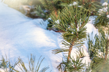 Green young pine trees covered in white snow.