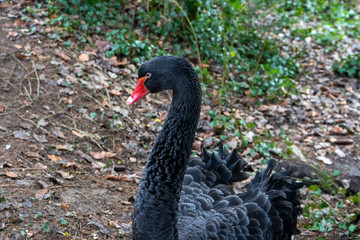 Fototapeta premium black swan
