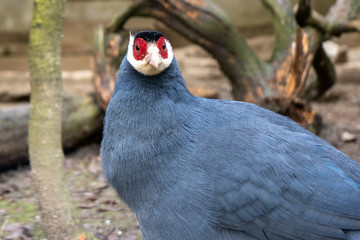 The blue hokki lives in western China