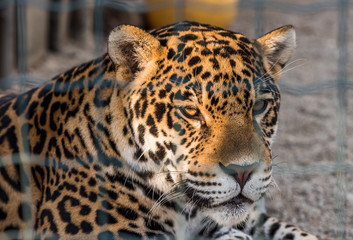 Portrait of Leopard (Panthera pardus kotiya) Lying and Taking Rest in Paddock at ZOO