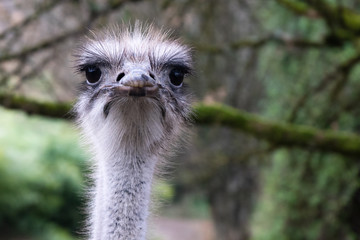 Closeup of a South African Ostrich